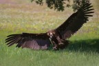 Extremadura 2010.
Avvoltoio monaco in atterraggio.
300mm; 1/1600; f3.5; Iso200.