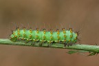 Bruco di Saturnia pavoniella