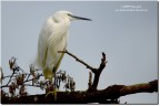 Garzetta(Egretta garzetta)