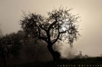controluce con nebbia