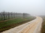 Aspettando la vendemmia