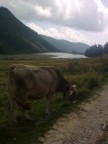La mucca Frisona