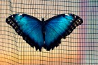 Schmetterling