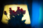 rose su vetro