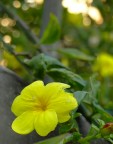 Yellow.