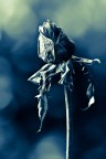 rosa in blu