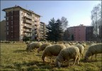 Pecore in citt