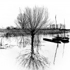 il salice