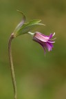 Dati di scatto: 50d, 180 tamron, 1/30, f9, 100iso
 primi scatti con il tamron 180, devo ancora prenderci la mano ma  stato comunque subito feeling.

versione 1600pxl
http://img408.imageshack.us/i/img7506l.jpg/
graditi commenti e critiche