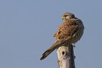 questo gheppio, contrariamente al solito, si  concesso con molta facilit ai miei scatti, stava in allerta e dopo un p ha espulso la borra, che vi far vedere seccessivamente...

7d - 600mm - 1/1600 - f7,1 - iso 400 - mano libera con appoggio + 2/3 ev

hd...http://img148.imageshack.us/img148/2025/gheppiobasemilitare7d60.jpg