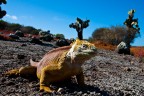 Iguana terrestre