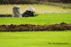 In una calda giornata di dicembre, questa donna raccoglieva le piantine di riso da trapiantare in un nuovo campo, riparandosi dal sole con l'ausilio del tipico cappello di bamb intrecciato.
