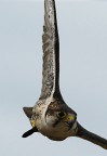 animale ripreso in un esibizione di falconeria