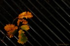 Foglie di quercia su ferro