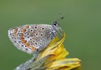 Polyommatus icarus (aggiunto foto)