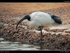 Ibis Sacro