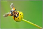 Uno scatto a questa "penso" mosca 

Spero sia di gradimento 


C&C sempre graditi 

Nikon D300 150 sigma 1/2 f/20 800iso Tripod

http://img843.imageshack.us/img843/7735/ste8449hd.jpg