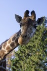 giraffa