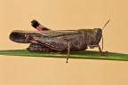 Cavalletta