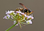 Hymenoptera