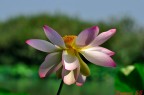 fior  di loto