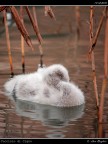 Cucciolo di Cigno