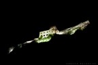verucchio