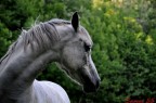 cavallo bianco