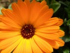 bel fiore