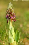 Barlia robertiana - La prima della stagione