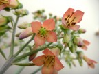 fiore3