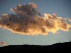 tramonto con uccelli