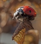 Coccinella