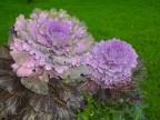 non sembrano fiori!