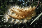 Il fiore dell'oleandro, in Sicilia a dicembre