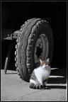Il gatto
