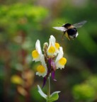 Bzzz ...