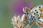Una foto fatta con il Meyer-Optik Gorlitz Oreston 135/2.8 + tubi di prolunga + treppiede