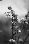 Nature old style