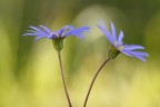 Felicia amolloides