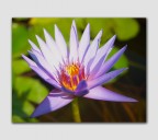 Un fiore al parco Sigurt