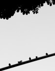 Similitudini