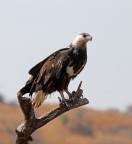 Aquila