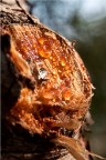 la lacrima nel legno