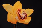 Orchidea