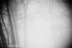 through the fog
