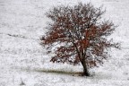 inverno