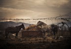 Country life