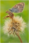 Uno scatto di una Coenonympha pamphilus :wink:

Spero sia di gradimento 


C&C sempre graditi :wink:

Nikon D300 150 sigma 1/3 f/20 200iso Tripod

http://img543.imageshack.us/img543/1847/ste8114hd.jpg