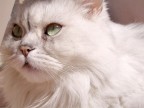 Gatto